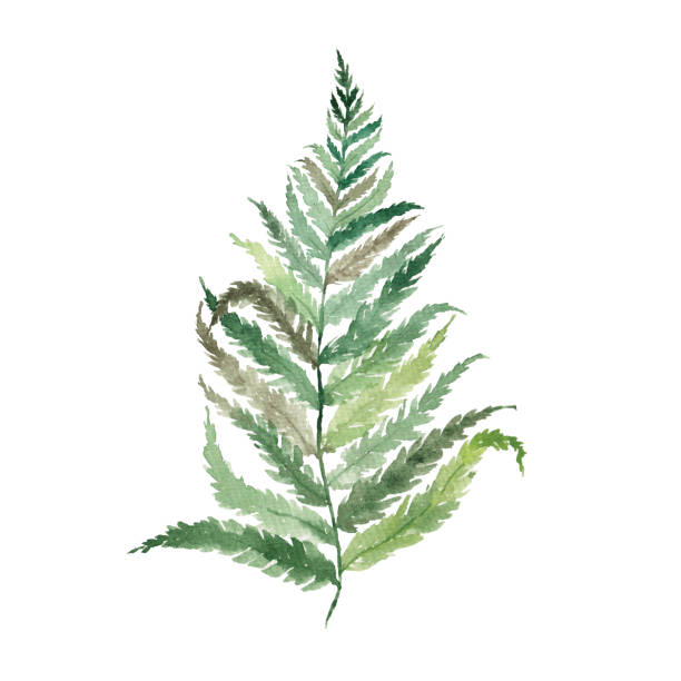 Watercolor green fern leaf isolated on white background. Botanical illustration. Forest, tropics. watercolor illustration fern texture stock illustrations