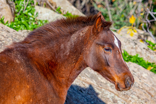 Foal portrait a sunny day