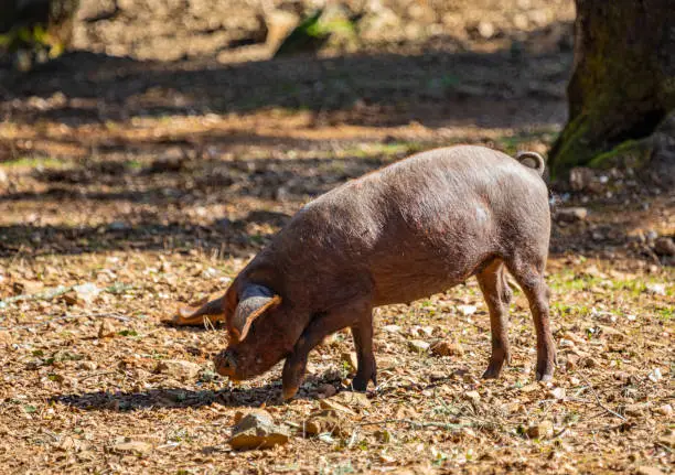 Iberian "pata negra" pig in the forest, autumn in Sierra de Aracena, Huelva. Wet after a swimm in the pond