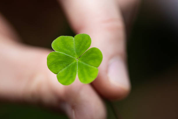 istock Female hand holding green clover leaf on nature background 1292076677