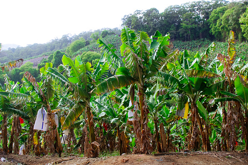 View of banana plantation with bananas wrapped.