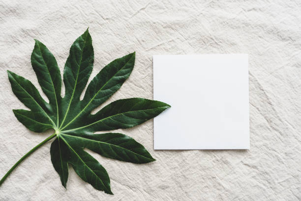 istock A blank letter and a green leaf on a linen tablecloth 1292077483