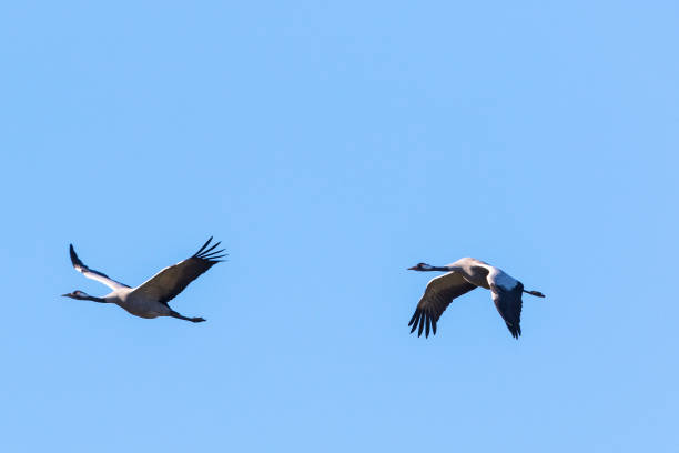 istock Pair of Cranes in the air 1292077566