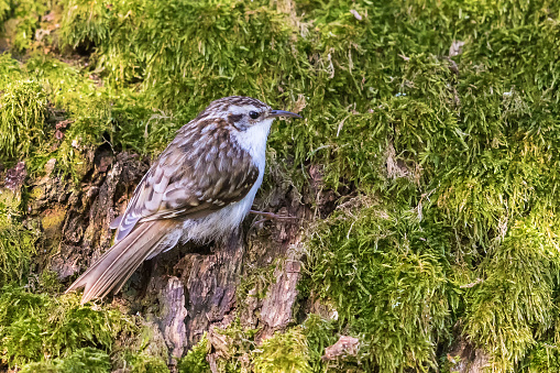 Close up of a Tree creeper sitting on a mossy tree trunk