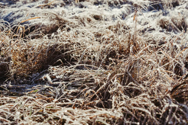 istock Winter landscape with frozen plants. 1292077842