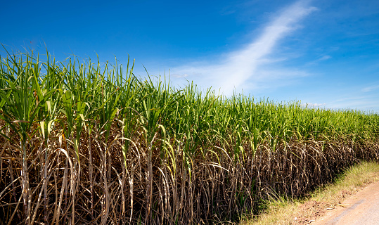 Sugar cane field agriculture on blue sky background, fuel farmland for sugar or ethanol product, green and brown leaf on stem plant for harvesting, beautiful cane crop growing on land in countryside