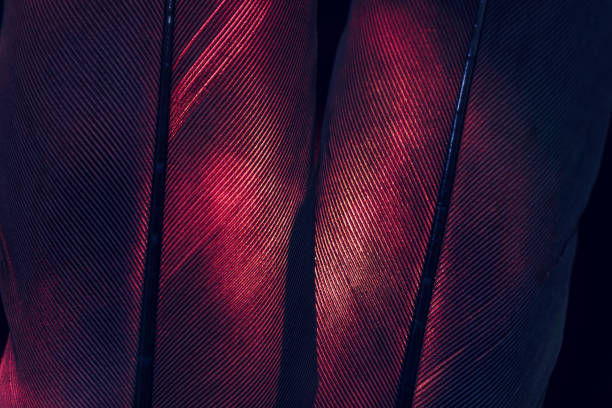 istock Bird red feather. Beautiful background texture pattern for design. Macro photography view. 1292078873