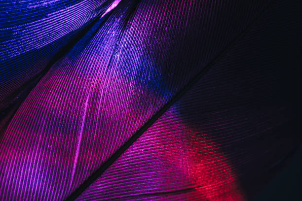 istock Close up Beautiful colorful Bird feather background pattern texture for design. Macro photography view. 1292079542