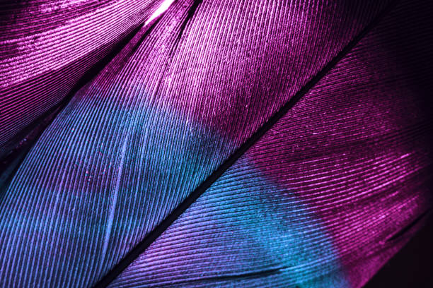 istock Close up Beautiful colorful Bird feather background pattern texture for design. Macro photography view. 1292079572
