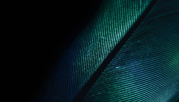 istock Close up Beautiful GREEN Bird feather background pattern texture for design. Macro photography view. 1292079595