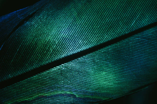 istock Close up Beautiful GREEN Bird feather background pattern texture for design. Macro photography view. 1292079695
