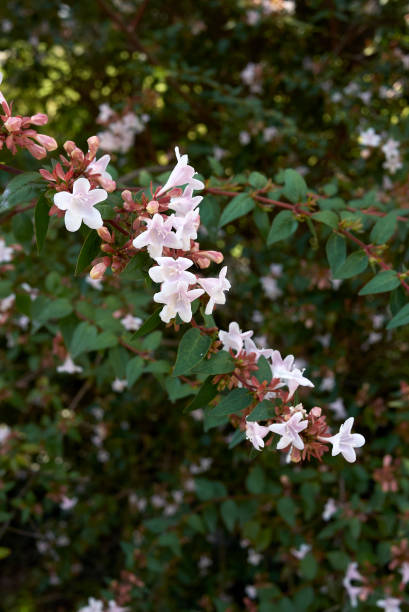 istock Abelia grandiflora in bloom 1292079709