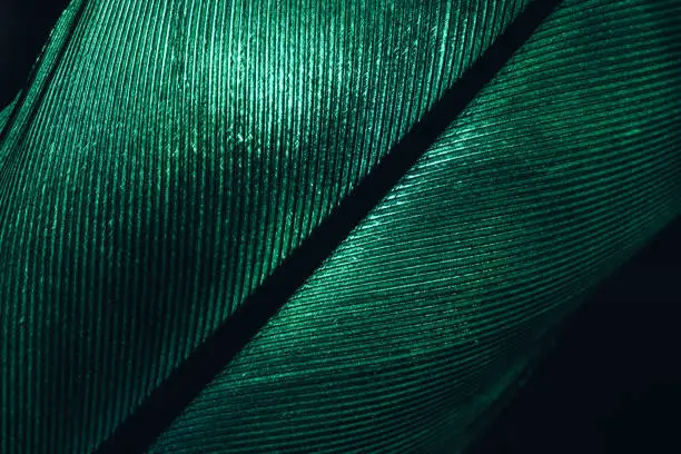 Close up Bird feather dark-green colored light. Beautiful background pattern texture for design. Macro photography view.