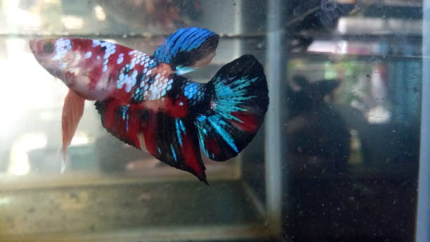 istock Siamese fighting fish or Betta (Betta splendens), Osphronemidae, in aquarium. (Photo by Cecep/Getty Images) 1292080904