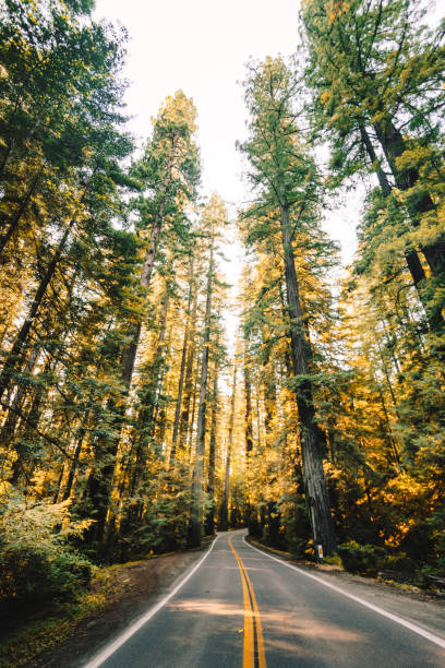 istock on the road in the redwood forest 1292080941