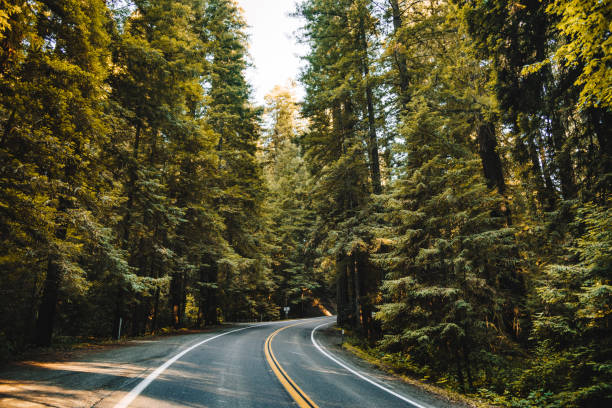 istock on the road in the redwood forest 1292080995