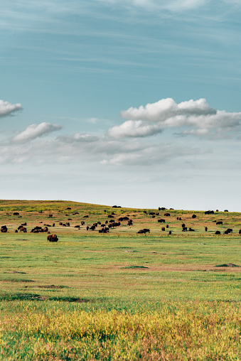 buffalos in the badlands national park