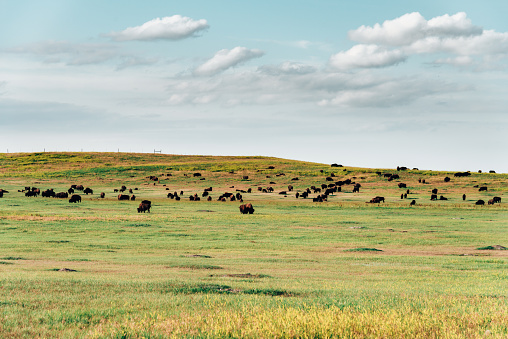 buffalos in the badlands national park