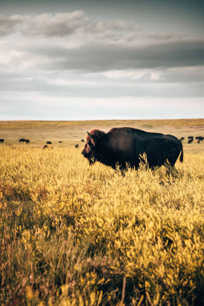 büffel im badlands-nationalpark - american bison stock-fotos und bilder