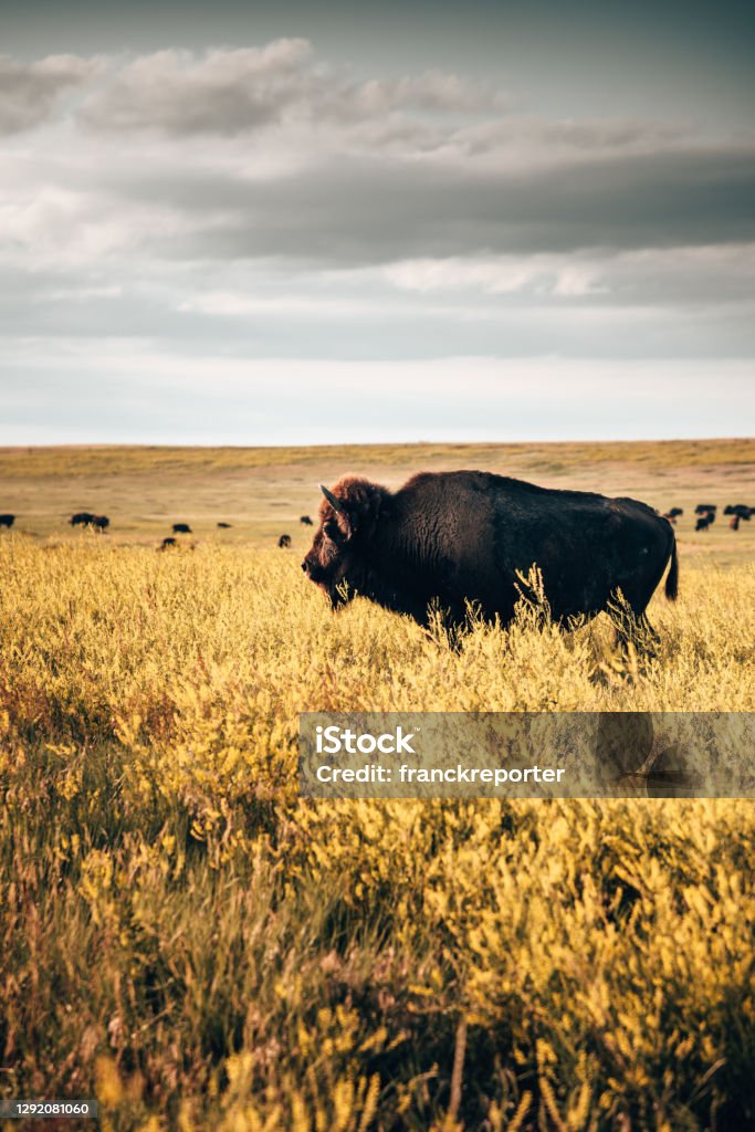 buffalos in the badlands national park American Bison Stock Photo