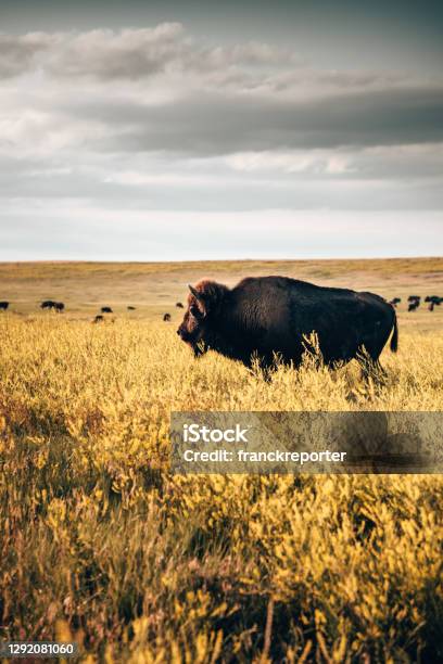 Buffalos In The Badlands National Park Stock Photo - Download Image Now - American Bison, African Buffalo, Agricultural Field