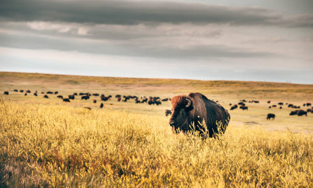 buffalos in the badlands national park stock photo