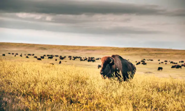 Photo of buffalos in the badlands national park
