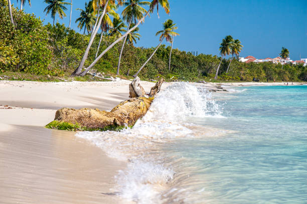 Splashing water on driftwood in Romana beach, Dominican Republic stock photo