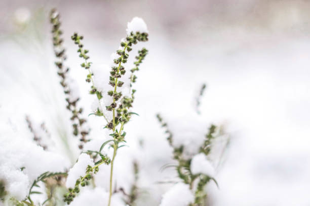 istock last summer green grass under the first snow 1292082786