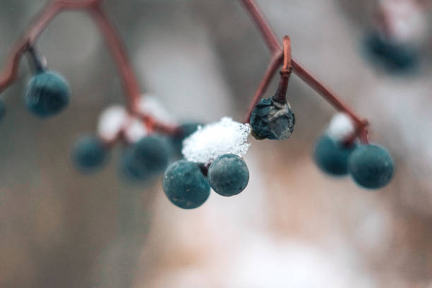 istock wild berries on the branches in the snow 1292082806