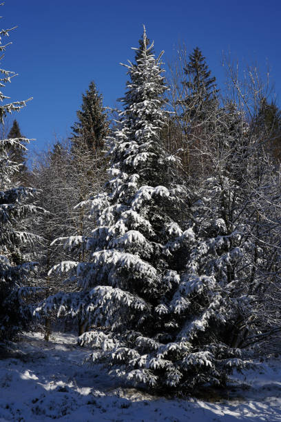istock Spruce tree covered with snow in sunny winter day 1292083868