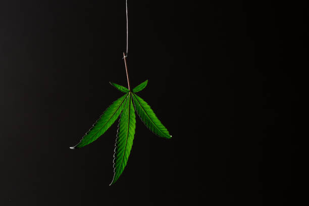 istock Cannabis sativa - Leaf of a hemp plant hanging on a white string 1292085104
