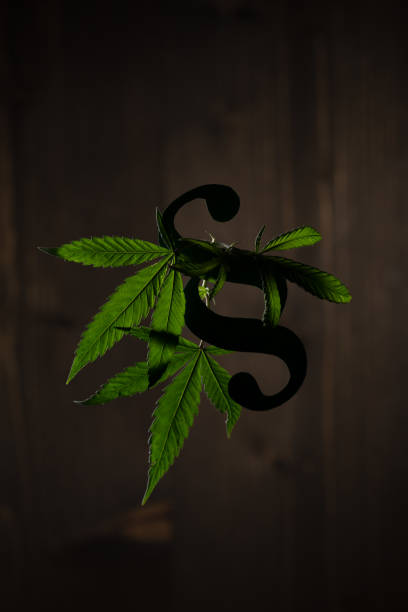 Leaves of hemp plant and a paragraph