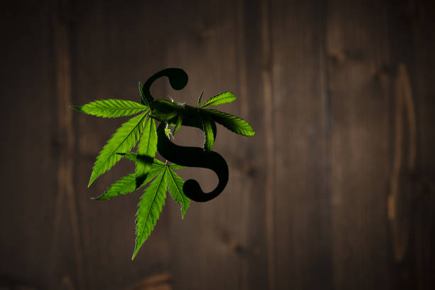 istock Two leaves of a hemp plant and a paragraph 1292085136