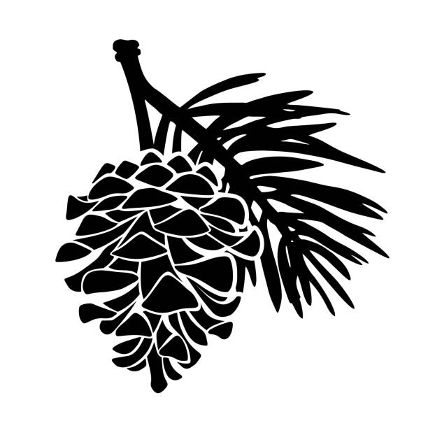 illustrations, cliparts, dessins animés et icônes de cône de pin. silhouette noire vectorielle. - pomme de pin