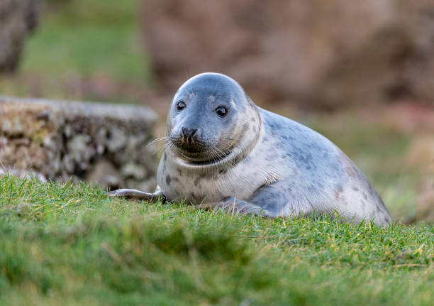 istock Young Seal playing in small stream at St Abbs Head, Scotland 1292086326