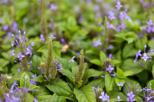 istock Background light purple flower garden. Isolated Background for copy. 1292087215