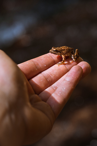 Brown frog sitting on a hand, nature, animals