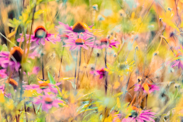 istock Colorful flowers background 1292096292