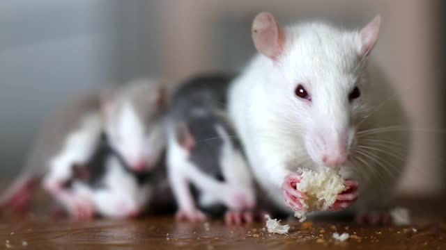 1,128 Rat Eating Stock Videos and Royalty-Free Footage - iStock | Rat  eating pizza, Rat eating fruit, Rat eating cheese