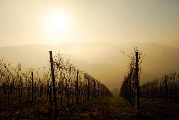 istock a vineyard with vines in autumn 1292096657
