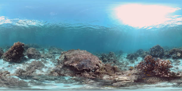 istock The underwater world of a coral reef 360VR 1292097773