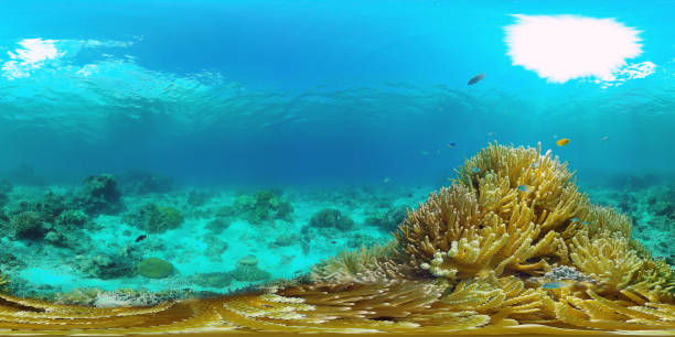istock Coral reef and tropical fish 360VR. Panglao, Philippines 1292098518