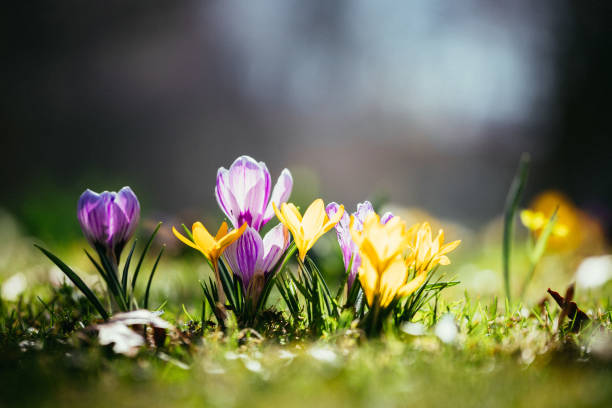 istock Springtime. Spring flowers in sunlight, outdoor nature. Wild crocus, postcard. 1292098633