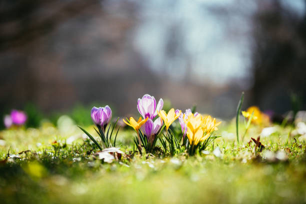 istock Springtime. Spring flowers in sunlight, outdoor nature. Wild crocus, postcard. 1292098658