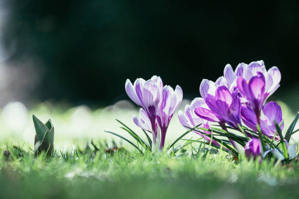 istock Springtime. Spring flowers in sunlight, outdoor nature. Wild crocus, postcard. 1292098668