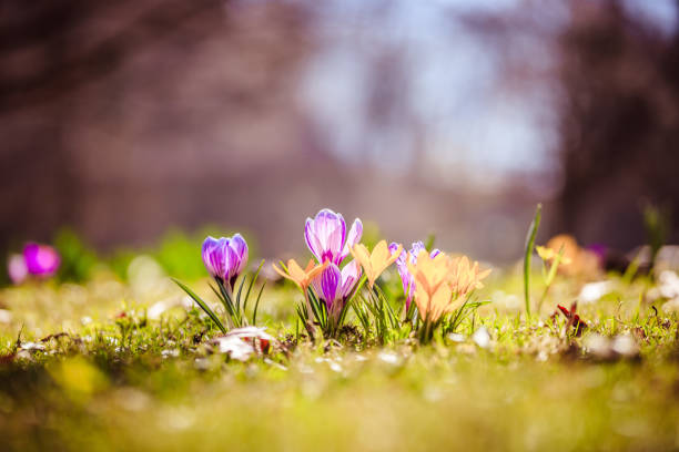 istock Springtime. Spring flowers in sunlight, outdoor nature. Wild crocus, postcard. 1292098691