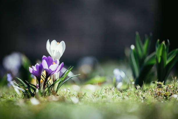 Springtime. Spring flowers in sunlight, outdoor nature. Wild crocus, postcard.
