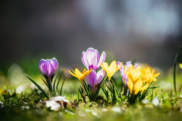 Springtime. Spring flowers in sunlight, outdoor nature. Wild crocus, postcard.