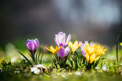 a macro image of blue crocuses taken near ground level and using differential focus to give the impression of a \